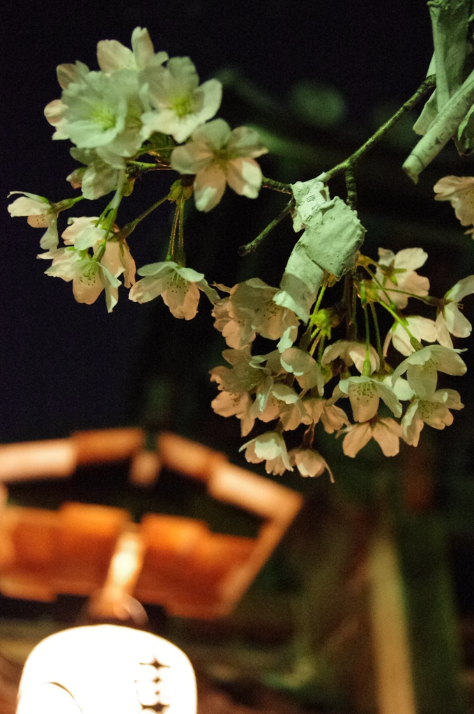 夜桜が恋を叶えてくれる☆