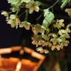 夜桜が恋を叶えてくれる☆