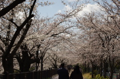桜道