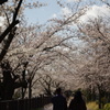 桜道