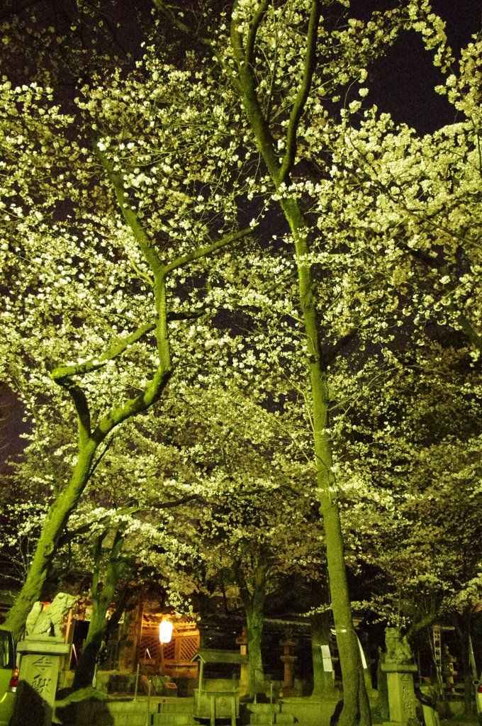 夜桜
