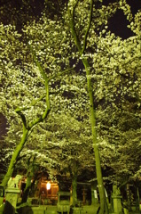 夜桜