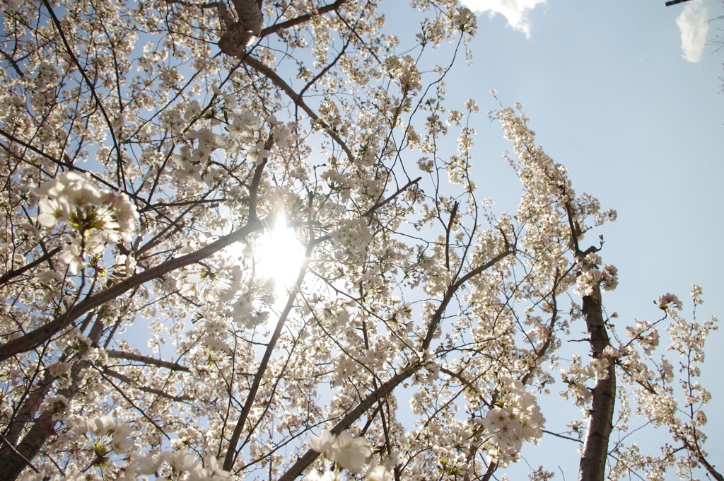 桜からの光☆