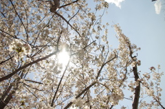 桜からの光☆