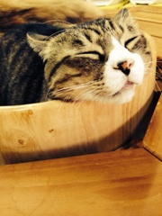 桶ねこ