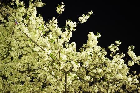 夜桜