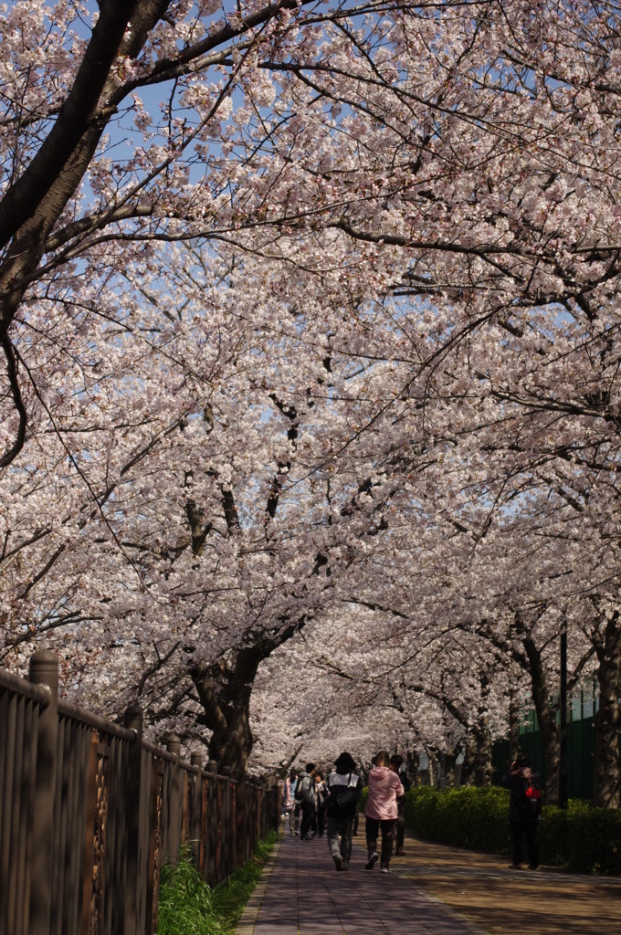 桜道