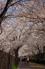 桜道