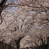 桜道