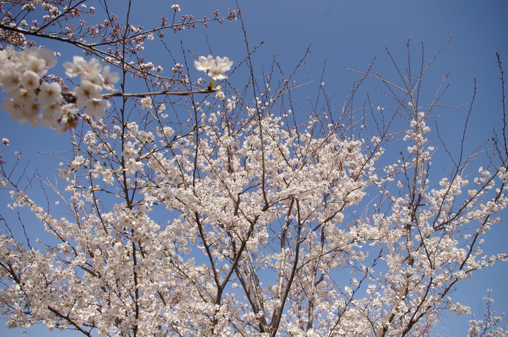 桜