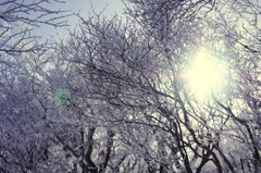 樹氷
