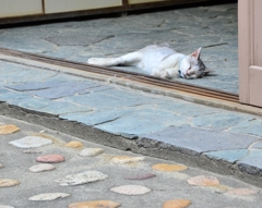 夏バテちゃん