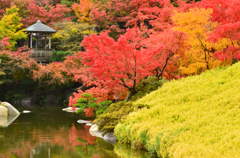 紅葉