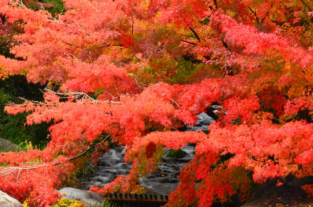 紅に染まる