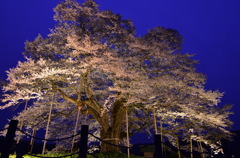 醍醐桜