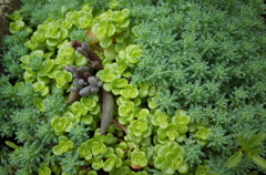 春の多肉植物