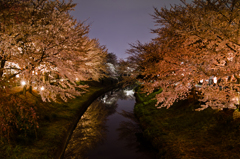 夜の桜並木1