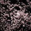 桜色擬態
