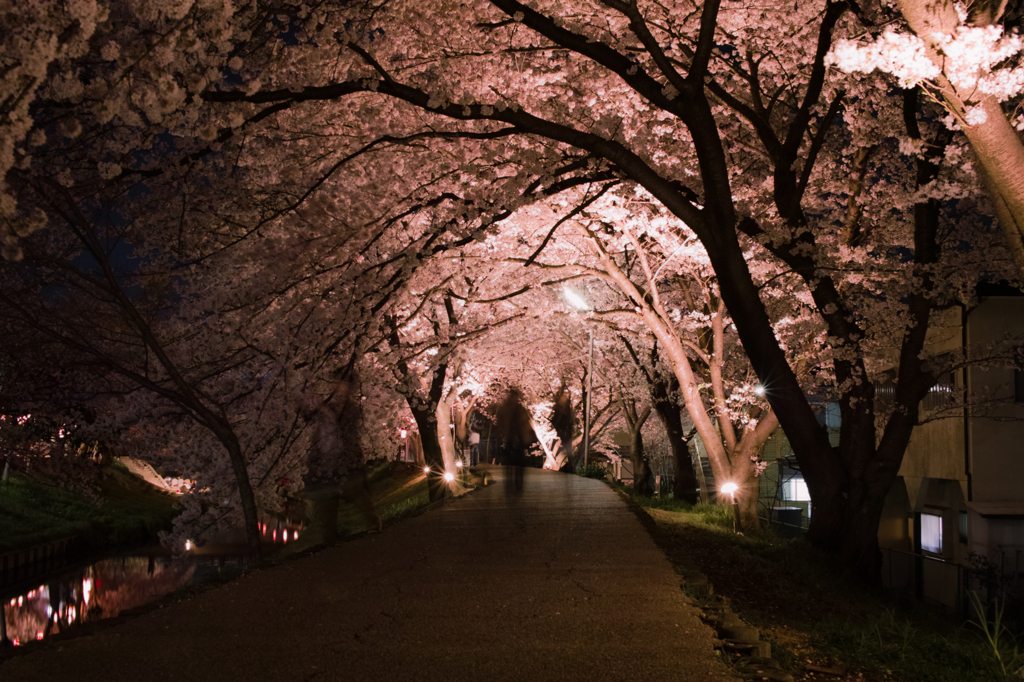 桜トンネル