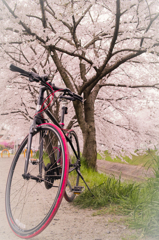 桜×チャリ