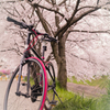 桜×チャリ