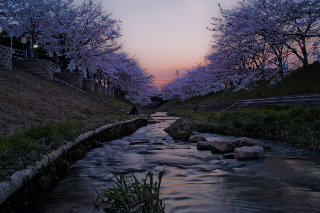 茜と桜