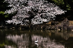 桜と鷺