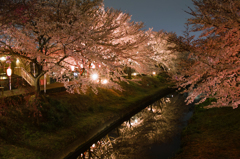 夜の桜並木2