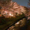 夜の桜並木2