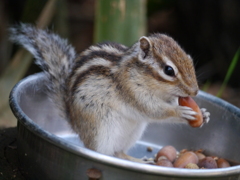 食事中