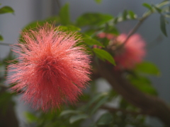 植物園にて