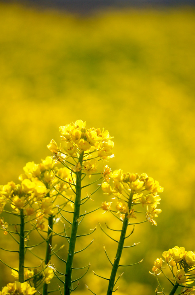 菜の花