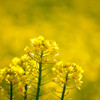 菜の花