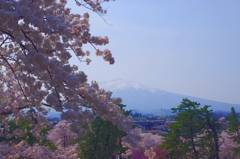 桜と岩木山