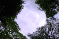 cloudy sky with trees