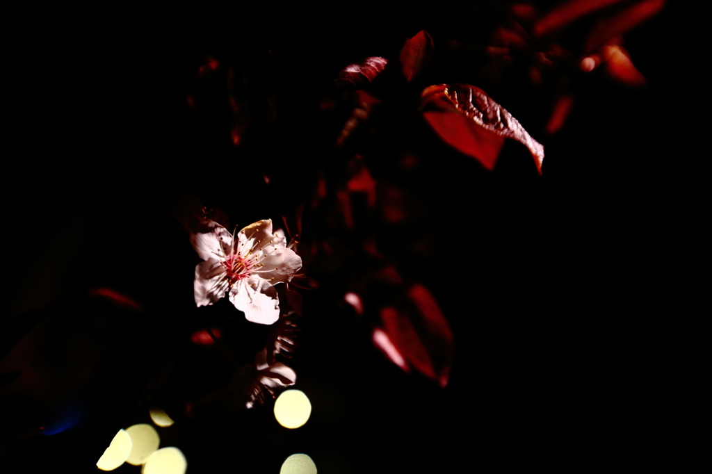 愁花