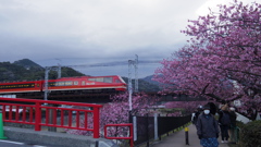河津桜まつり