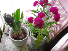 赤色と緑色抽出モード