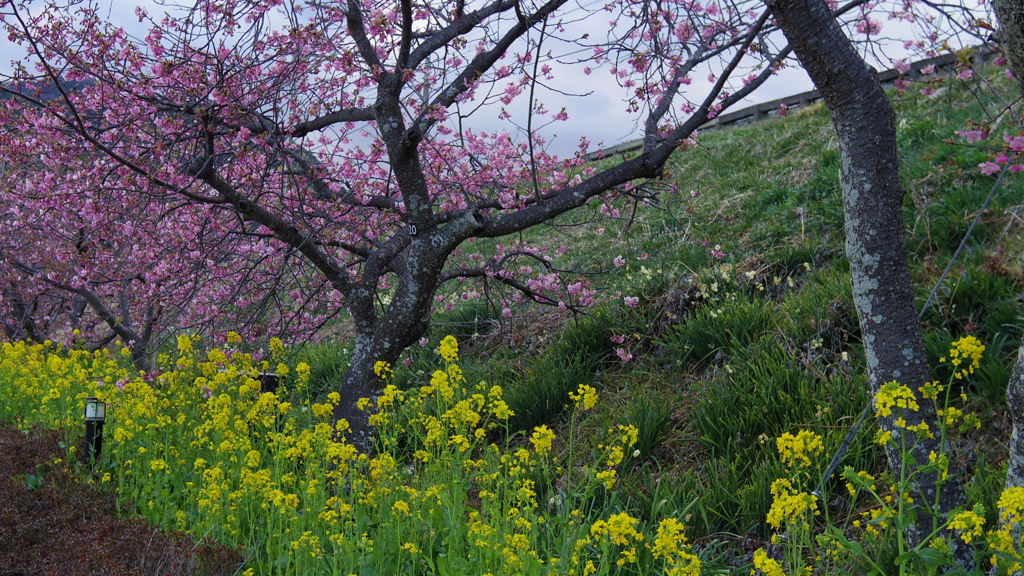 河津桜まつり