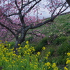 河津桜まつり