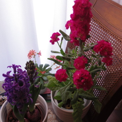 スマートエフェクト