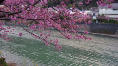 河津桜まつり