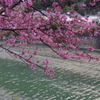河津桜まつり