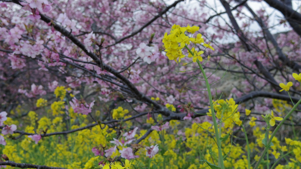 河津桜まつり