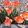 CIMG0488