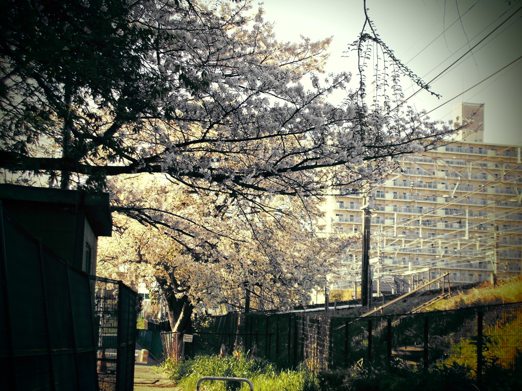 CIMG0518