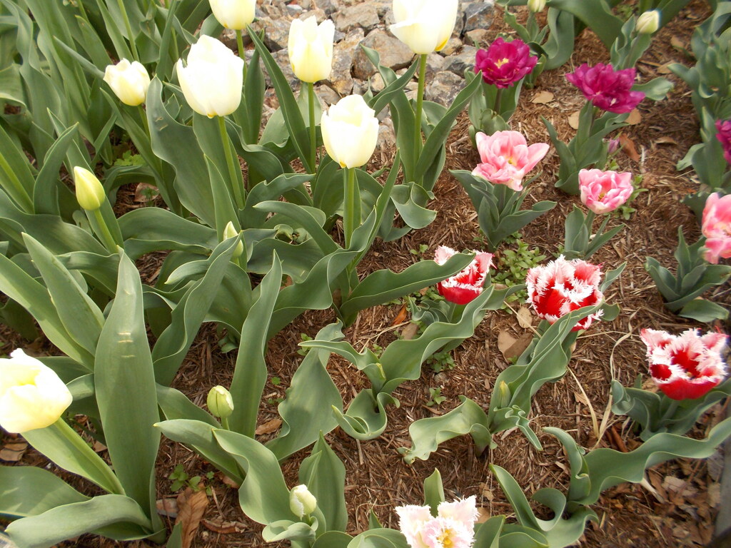 DSCN0975