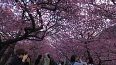 河津桜まつり