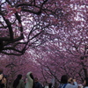河津桜まつり