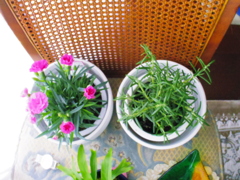 ダイアンサスとローズマリー